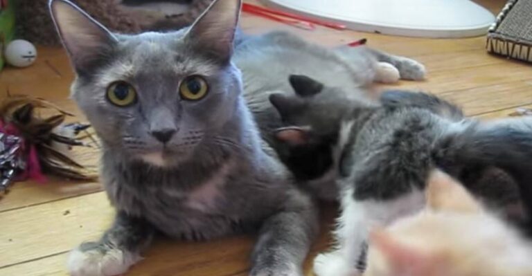 Kim Calls Her Kittens to Lunch