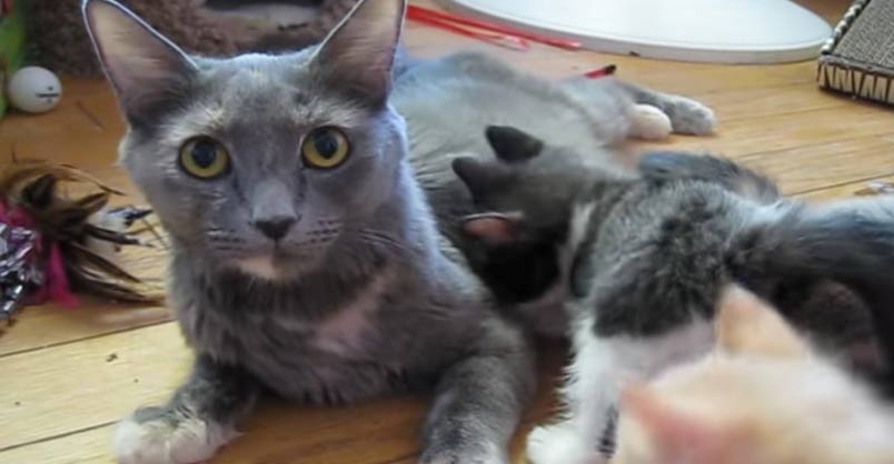 Kim Calls Her Kittens to Lunch