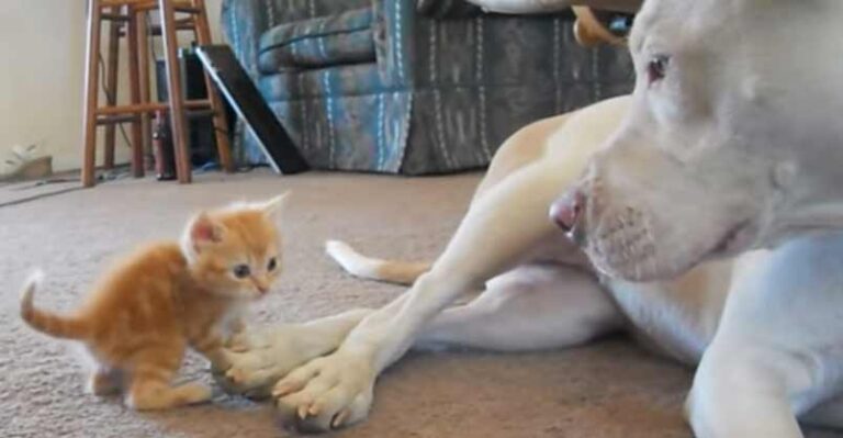 Cute Kitten Meets a Great Big Pitbull
