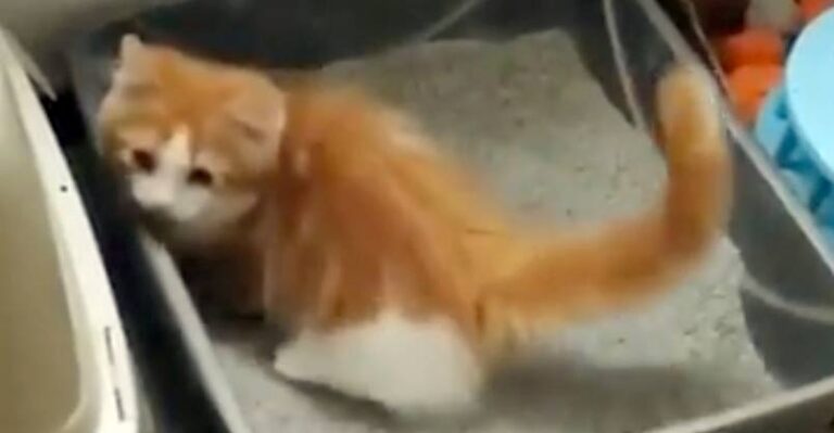 I’m Sure I Left My Poop Right There ! – We Love Cats and Kittens