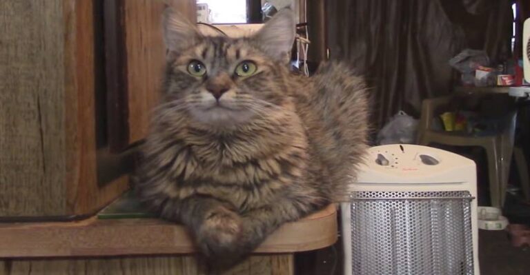 Lilly The Cat Chats with her Human and the End is Hilarious!