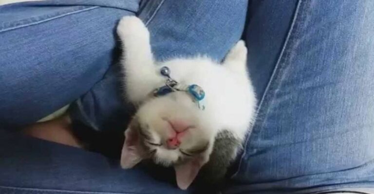 Tiny Adorable Kitten Falls Asleep Looking Up At Owner