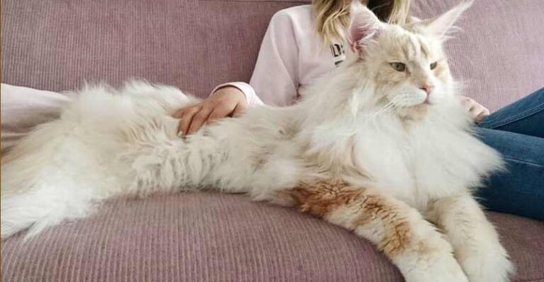 Lotus The Majestic Maine Coon Cat Is A Massive Ball of Love – We Love