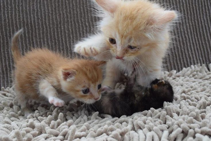 Lovemeow.com