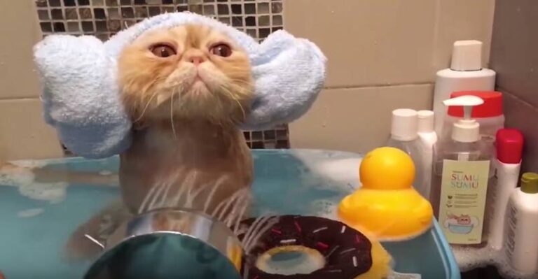 This Kitty Loves Her Bath, Just Look at Her Face! – We Love Cats and