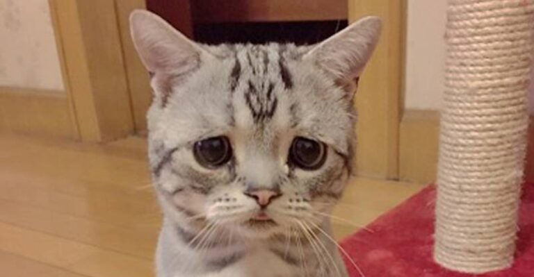 Prepare to Fall in Love with the Saddest Cat in the World – We Love