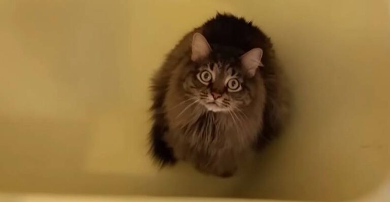 Maine Coon Asks For Bath – But Did He Really Get What He Wanted? – We