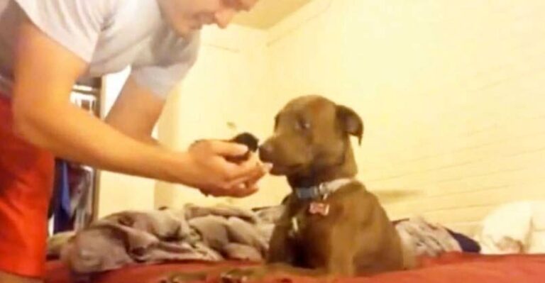 Newborn Kitten Meets the Family Dog