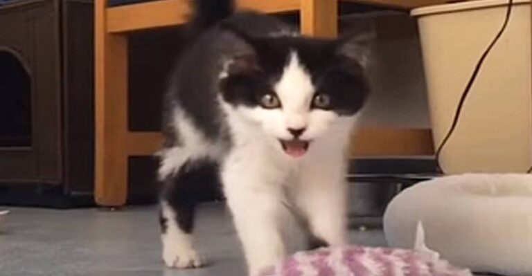 Olive The Wobbly Kitten Finds a Home – We Love Cats and Kittens