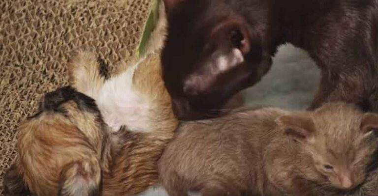 Orphaned Puppy is Adopted by Mother Cat