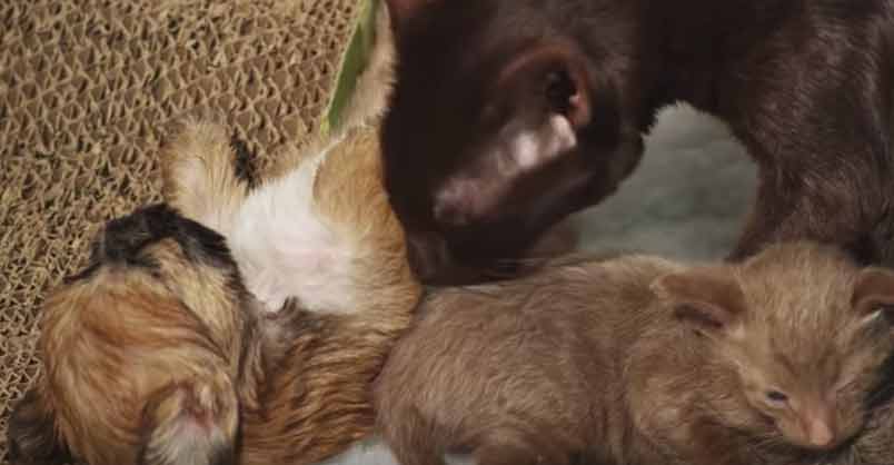 Orphaned Puppy is Adopted by Mother Cat