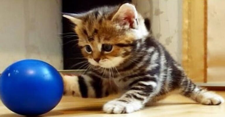 Paris the Kitten is a Bundle of Cuteness! – We Love Cats and Kittens