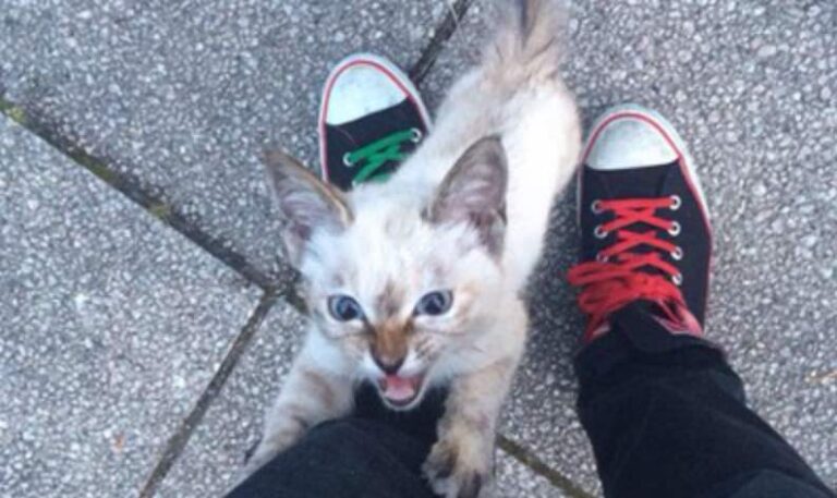 Stray Kitty Chooses Her Human in a Park – We Love Cats and Kittens