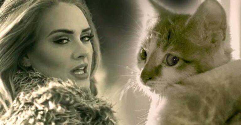 PAWDELE MEOW! Adele’s Hello Parody with Kittens – We Love Cats and
