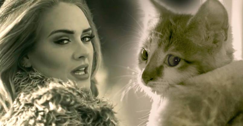 PAWDELE MEOW! Adele’s Hello Parody with Kittens – We Love Cats and