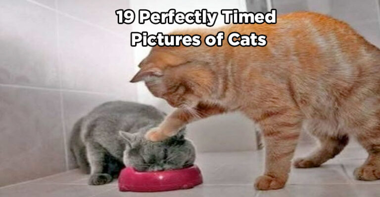 19 Perfectly Timed Pictures of Cats