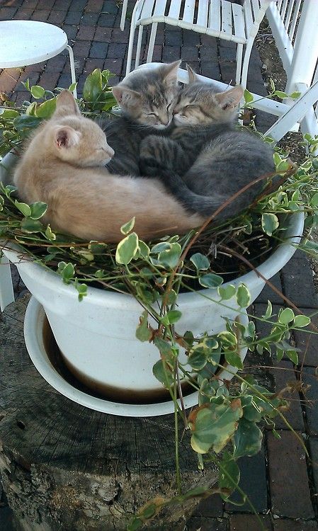 Plants are not for sleeps, kittens, plants are for… – Cats. Where