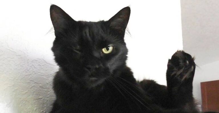 How To Tell if Your Cat is Possessed – We Love Cats and Kittens