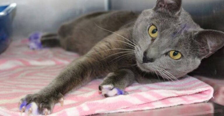 This Cat’s Paws Were Painted Purple and the Reason is Heartbreaking –