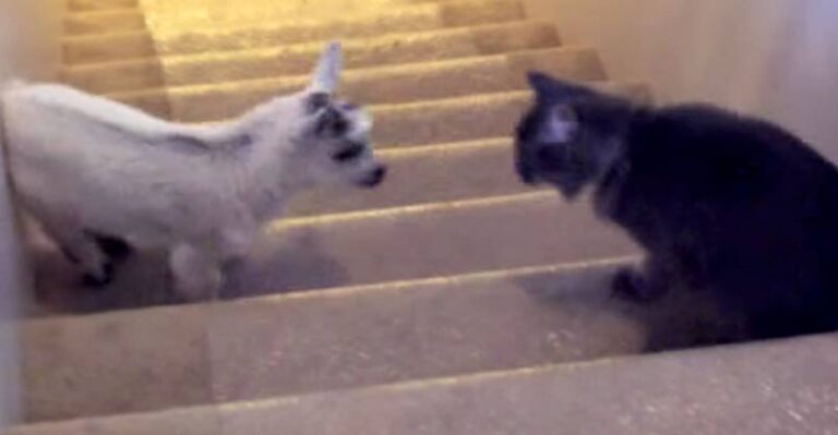 Oh Look! There’s a Pygmy Goat on the Stairs!