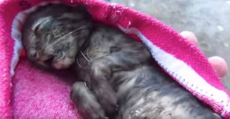 Kitten Rescue After a Rain Storm – We Love Cats and Kittens