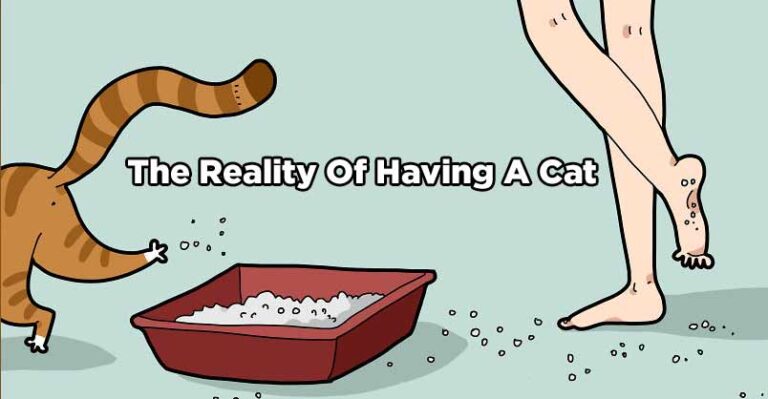 The Reality Of Having A Cat – We Love Cats and Kittens