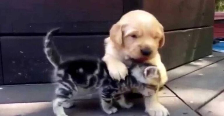 This Kitten Loves His New Friend, A Golden Retriever Puppy