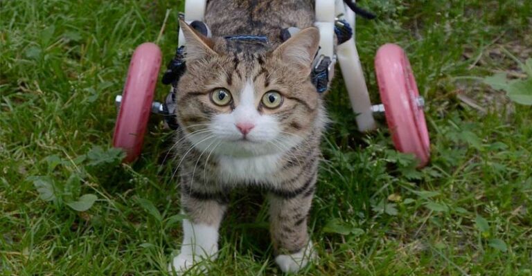 A Cat With Two Wheels Loves His Life to the Full – We Love Cats and