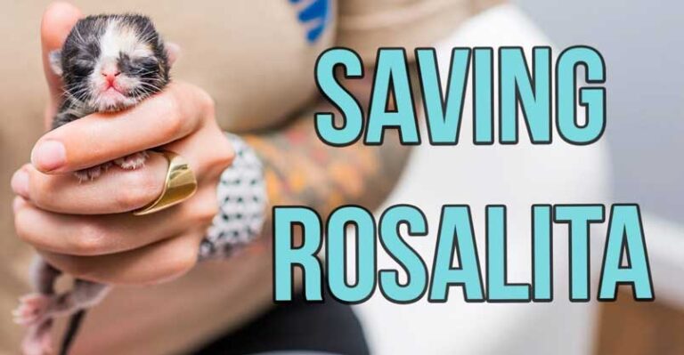 Saving a One-Day-Old Kitten, Rosalita! – We Love Cats and Kittens