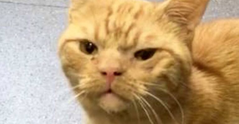 Grumpy Street Cat Makes Everyone At Shelter Fall In Love With Him –