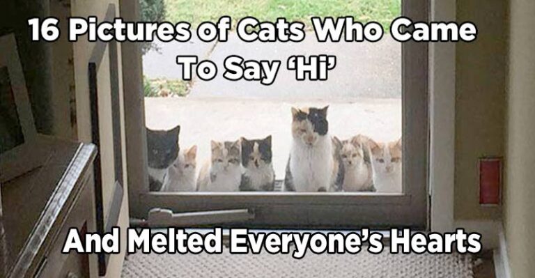 16 Pictures of Cats Who Came To Say ‘Hi’ and Melted Everyone’s Hearts