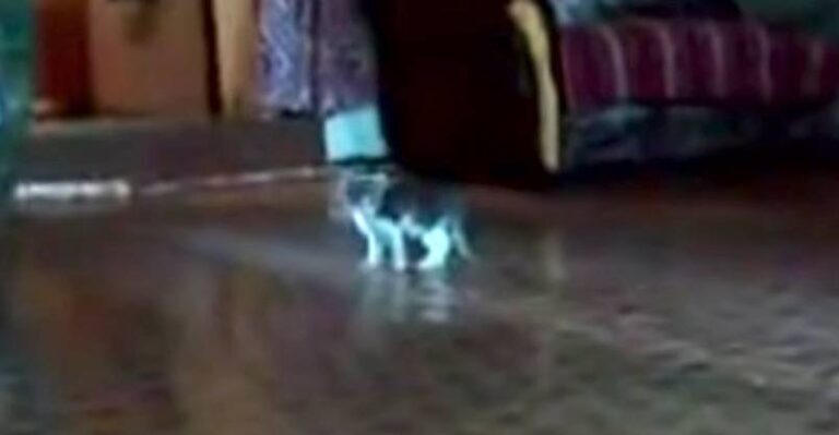 Cute Little Kitten is Totally Freaked Out By……..A Scary Thing!