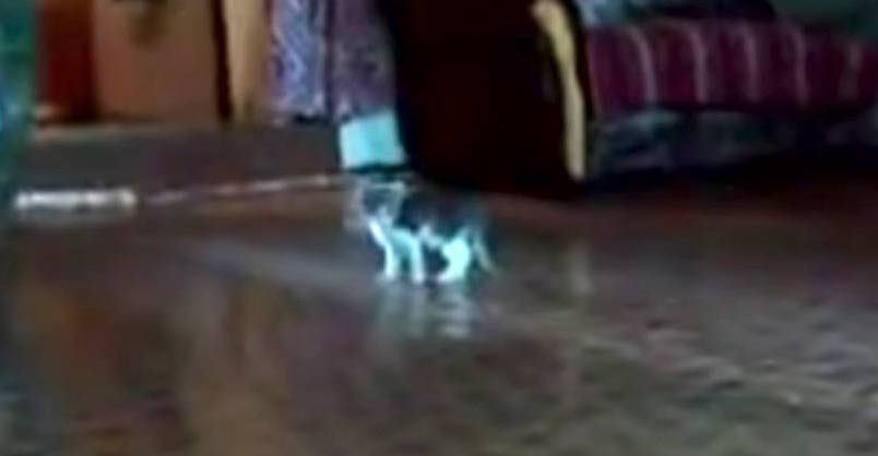 Cute Little Kitten is Totally Freaked Out By……..A Scary Thing!