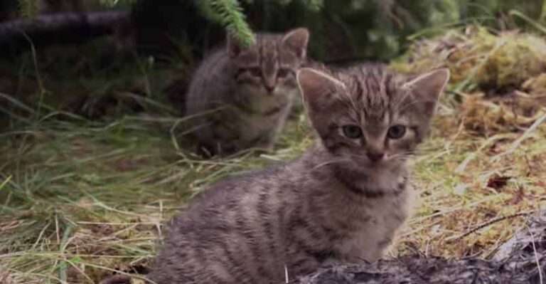 Cute Orphaned Scottish Wildcats Rescued by Wildcat Haven – We Love