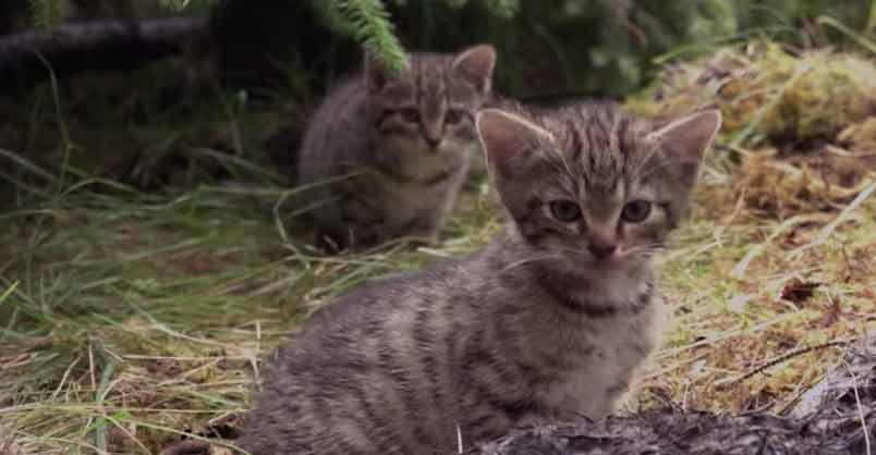 Cute Orphaned Scottish Wildcats Rescued by Wildcat Haven – We Love