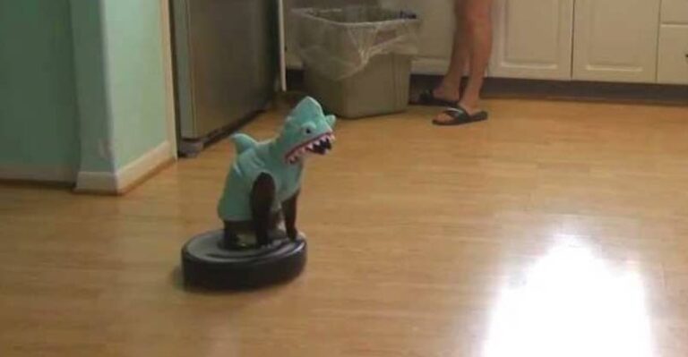 Cat Wearing A Shark Costume Cleans The Kitchen On A Roomba.