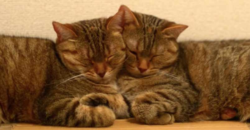 Can You Tell These Sisters Apart?