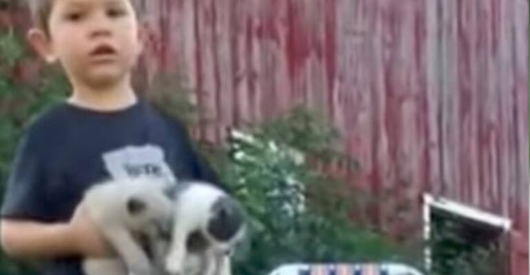 Little Boy has a Serious Cat ‘Situation’ on His Hands