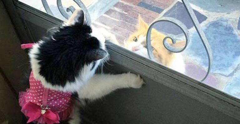 Cat Falls In Love With Kitty Next Door and Visits Her Every Day For 2