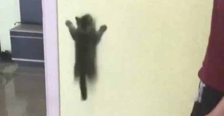 Cat Scales The Wall Like A Spider! – We Love Cats and Kittens