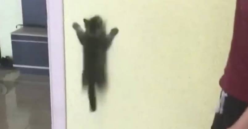 Cat Scales The Wall Like A Spider! – We Love Cats and Kittens
