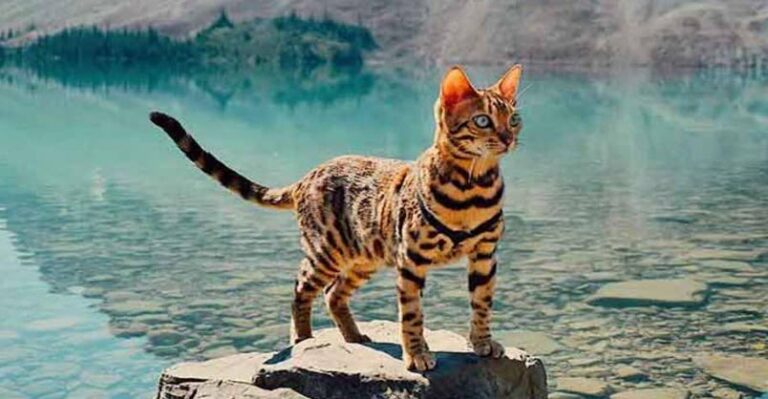 Meet Suki, The Traveling Cat Who’s Living A Better Life Than You – We