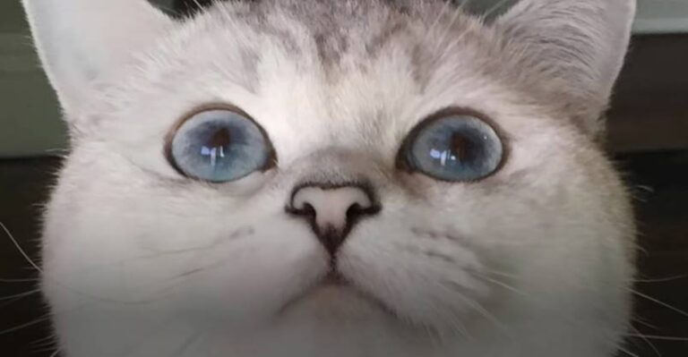 This Cat Is A Supermodel – We Love Cats and Kittens