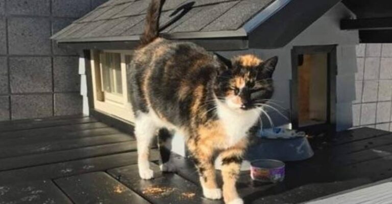Cops Build Cozy ‘Condo’ For A Friendly Stray Cat – We Love Cats and