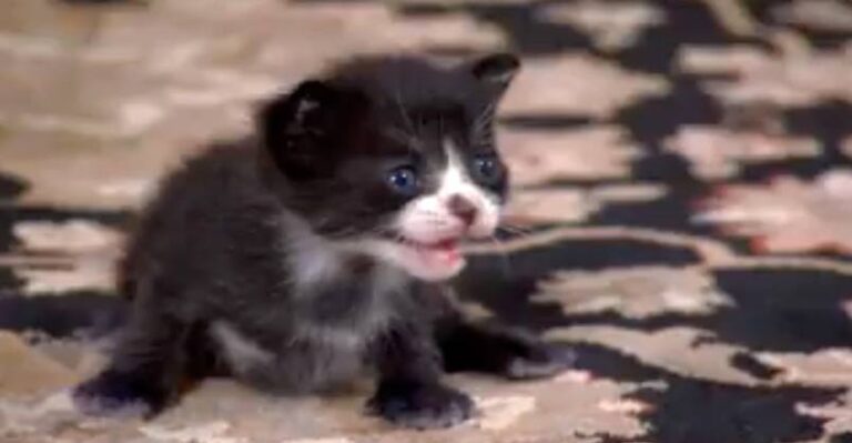 Tiny Tuxedo Cat Oreo Looks For a New Mother – We Love Cats and Kittens