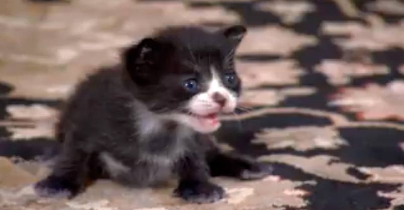 Tiny Tuxedo Cat Oreo Looks For a New Mother – We Love Cats and Kittens