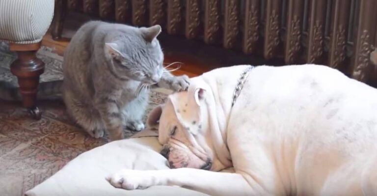 Adorable Cat Tries To Wake Up Sleepy Dog – We Love Cats and Kittens
