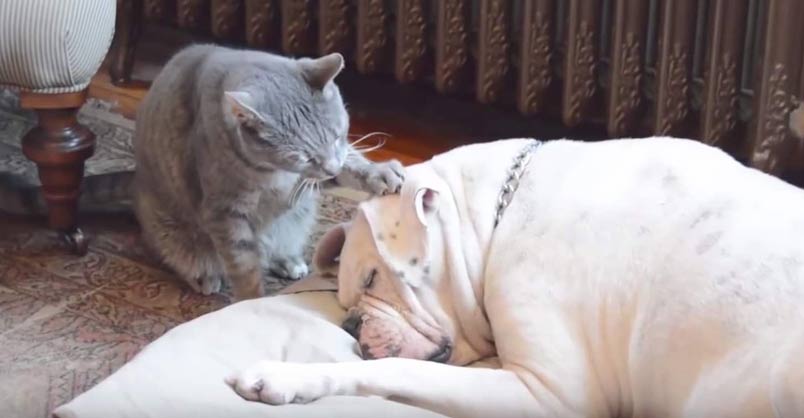 Adorable Cat Tries To Wake Up Sleepy Dog – We Love Cats and Kittens