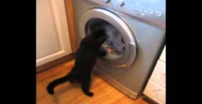 The Cat, The Washing Machine and The Phone – too silly!