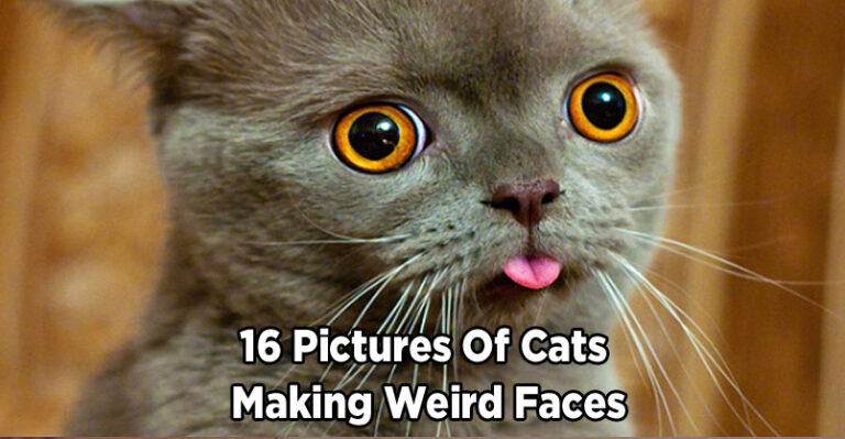 16 Hilarious Pictures of Cats Making Weird Faces – We Love Cat and